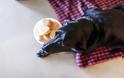 ΑΠΟΚΛΕΙΕΤΑΙ ΝΑ ΜΗ ΔΑΚΡΥΣΕΙΣ: Η τελευταία μέρα ενός σκύλου σε φωτοαφιέρωμα που ΡΑΓΙΖΕΙ ΚΑΡΔΙΕΣ! [photos] - Φωτογραφία 4