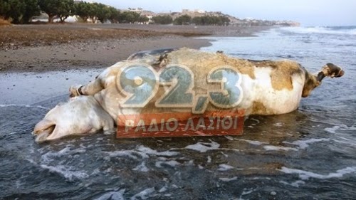 Δείτε τι ζώο ξέβρασε η θάλασσα της Κρήτης! - Φωτογραφία 2