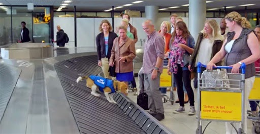 Φοβερό! Ο Σκύλος του αεροδρομίου που βρίσκει τα χαμένα αντικείμενα και τα επιστρέφει στους νόμιμους ιδιοκτήτες [photos + video] - Φωτογραφία 3