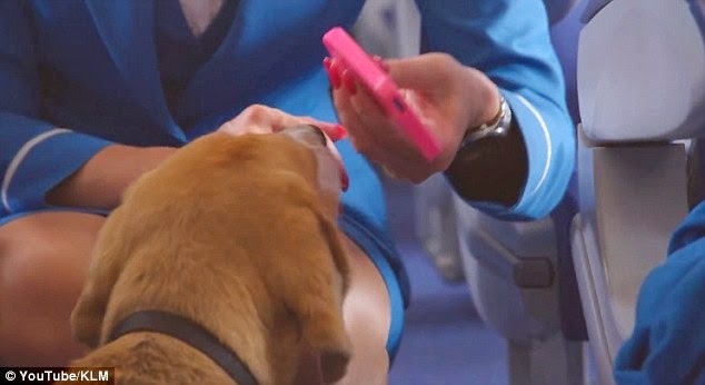 Φοβερό! Ο Σκύλος του αεροδρομίου που βρίσκει τα χαμένα αντικείμενα και τα επιστρέφει στους νόμιμους ιδιοκτήτες [photos + video] - Φωτογραφία 5