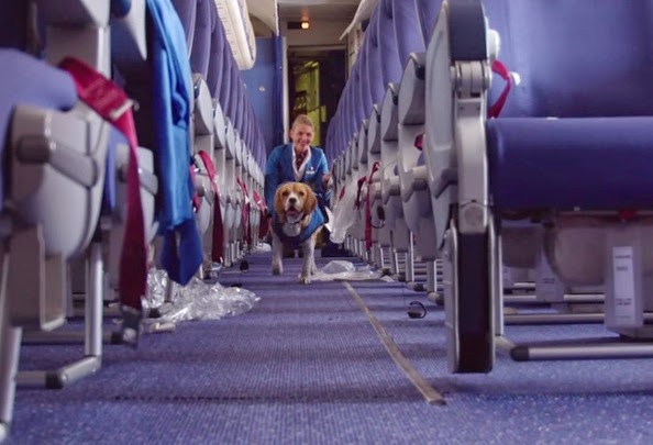 Φοβερό! Ο Σκύλος του αεροδρομίου που βρίσκει τα χαμένα αντικείμενα και τα επιστρέφει στους νόμιμους ιδιοκτήτες [photos + video] - Φωτογραφία 7