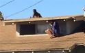 Κρύφτηκε στη στέγη του σπιτιού της για να γλιτώσει από τον διαρρήκτη [photos] - Φωτογραφία 1