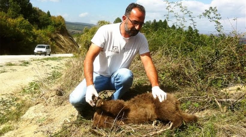 Αρκουδάκι και ελάφι νεκρά σε Καστοριά και Ρόδο - Φωτογραφία 1