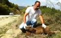 Αρκουδάκι και ελάφι νεκρά σε Καστοριά και Ρόδο