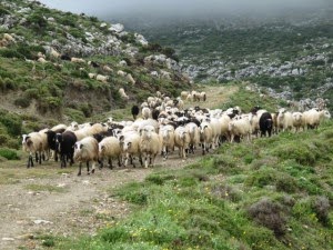 Με αφανισμό απειλείται η κτηνοτροφία της Κρήτης – Καταρροϊκός πυρετός αποδεκατίζει τα κοπάδια - Φωτογραφία 1