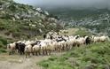 Με αφανισμό απειλείται η κτηνοτροφία της Κρήτης – Καταρροϊκός πυρετός αποδεκατίζει τα κοπάδια