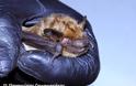 Το ζώο της εβδομάδας: Τρανονυχτερίδα (Eptesicus serotinus)