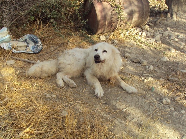 Συνελήφθη παράνομος εκτροφέας σκυλιών στα Χανιά [photos] - Φωτογραφία 2