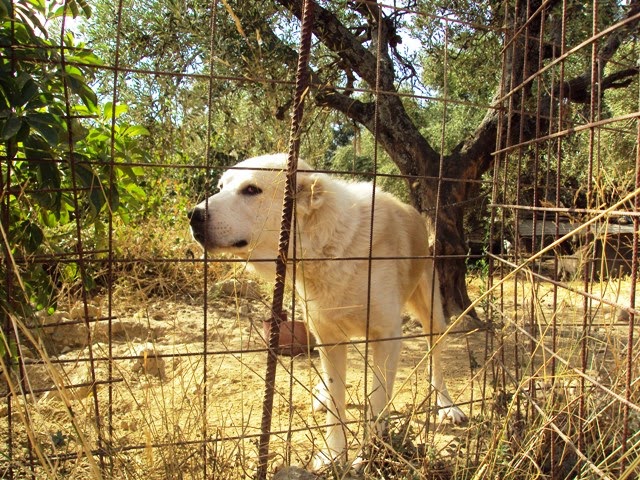 Συνελήφθη παράνομος εκτροφέας σκυλιών στα Χανιά [photos] - Φωτογραφία 3