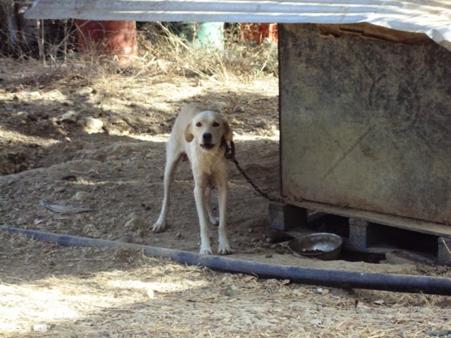 Συνελήφθη παράνομος εκτροφέας σκυλιών στα Χανιά [photos] - Φωτογραφία 5