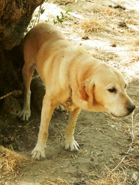 Συνελήφθη παράνομος εκτροφέας σκυλιών στα Χανιά [photos] - Φωτογραφία 6