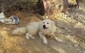 Συνελήφθη παράνομος εκτροφέας σκυλιών στα Χανιά [photos] - Φωτογραφία 2