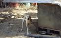 Συνελήφθη παράνομος εκτροφέας σκυλιών στα Χανιά [photos] - Φωτογραφία 5