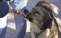 Σοκ στο Αμαξοστάσιο του Δήμου Τρικκαίων - Κτηνώδη ένστικτα σε βάρος σκυλάκου