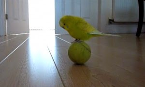 Απίθανο παπαγαλάκι… ακροβάτης! [photos] - Φωτογραφία 1