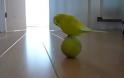 Απίθανο παπαγαλάκι… ακροβάτης! [photos]