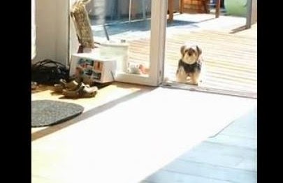 Πολύ γέλιο: Ο σκύλος και η… αόρατη πόρτα! [video] - Φωτογραφία 1