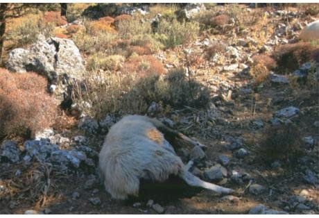 Αιτωλοακαρνανία: Νεκρά ζώα από καταρροϊκό πυρετό πεταμένα σε ρέματα και σε ερημικές περιοχές - Φωτογραφία 1
