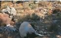 Αιτωλοακαρνανία: Νεκρά ζώα από καταρροϊκό πυρετό πεταμένα σε ρέματα και σε ερημικές περιοχές