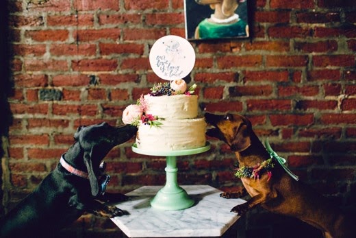 Τα σκυλιά που παντρεύτηκαν με παπά και με κουμπάρο! [video] - Φωτογραφία 5