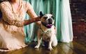 Τα σκυλιά που παντρεύτηκαν με παπά και με κουμπάρο! [video] - Φωτογραφία 6