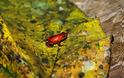 Δηλητηριώδης βάτραχος-νάνος κινδυνεύει με εξαφάνιση