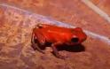 Δηλητηριώδης βάτραχος-νάνος κινδυνεύει με εξαφάνιση - Φωτογραφία 2
