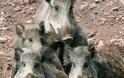 Tους ρήμαξαν αγριόχοιροι και αλεπούδες στην Καλλιθέα του Δήμου Ανδρίτσαινας - Κρεστένων στην Ηλεία