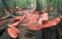 Αμφιλοχία: Βρήκαν τον ένοχο της λεηλασίας του δάσους