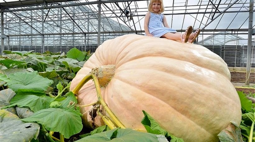 Βρετανία: Καλλιέργησαν κολοκύθα που ζυγίζει 736 κιλά! [photos] - Φωτογραφία 1