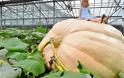 Βρετανία: Καλλιέργησαν κολοκύθα που ζυγίζει 736 κιλά! [photos]