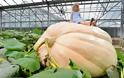Βρετανία: Καλλιέργησαν κολοκύθα που ζυγίζει 736 κιλά! [photos] - Φωτογραφία 3