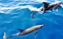 Τα δελφίνια έλκονται από τους μαγνήτες