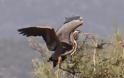 Το ζώο της εβδομάδας: Πορφυροτσικνιάς (Ardea purpurea)