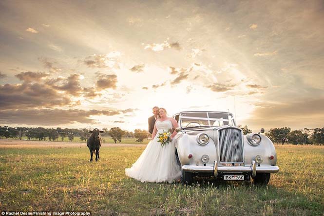 Ταύρος κάνει photobombing σε γαμήλια φωτογράφηση - Φωτογραφία 2