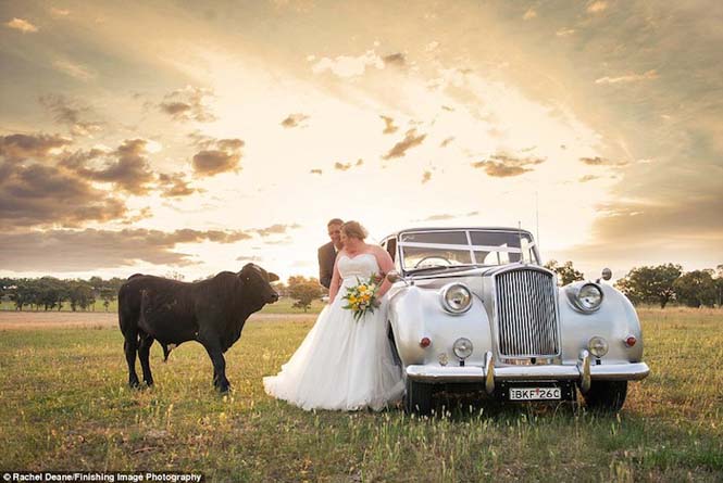 Ταύρος κάνει photobombing σε γαμήλια φωτογράφηση - Φωτογραφία 4