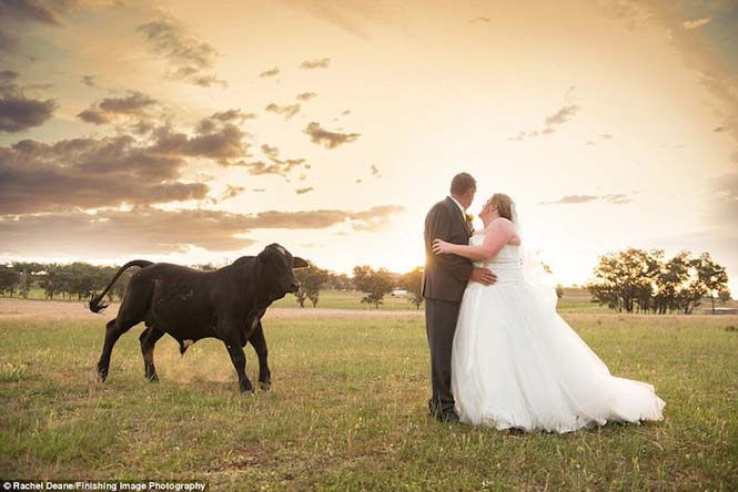 Ταύρος κάνει photobombing σε γαμήλια φωτογράφηση - Φωτογραφία 6