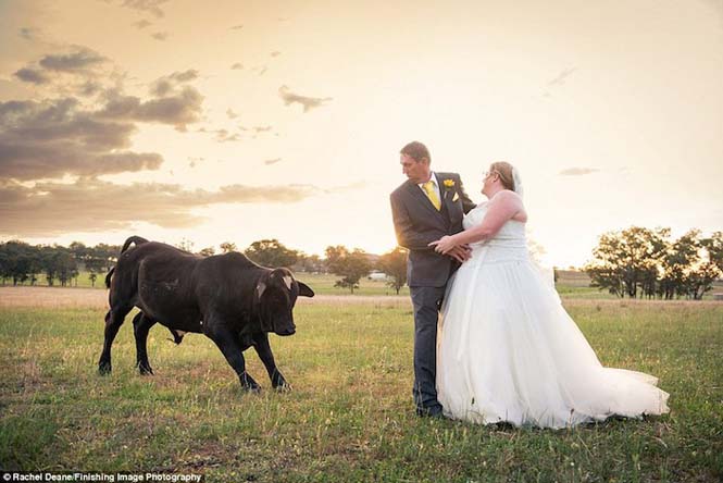 Ταύρος κάνει photobombing σε γαμήλια φωτογράφηση - Φωτογραφία 8