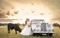 Ταύρος κάνει photobombing σε γαμήλια φωτογράφηση - Φωτογραφία 5