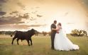 Ταύρος κάνει photobombing σε γαμήλια φωτογράφηση - Φωτογραφία 6
