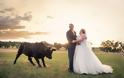 Ταύρος κάνει photobombing σε γαμήλια φωτογράφηση - Φωτογραφία 7
