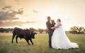 Ταύρος κάνει photobombing σε γαμήλια φωτογράφηση - Φωτογραφία 8