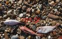 Νεκρά ψάρια στη παραλία της Ραφήνας [photos] - Φωτογραφία 5