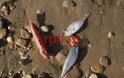 Νεκρά ψάρια στη παραλία της Ραφήνας [photos] - Φωτογραφία 6