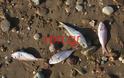 Νεκρά ψάρια στη παραλία της Ραφήνας [photos] - Φωτογραφία 7