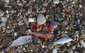 Νεκρά ψάρια στη παραλία της Ραφήνας [photos] - Φωτογραφία 8