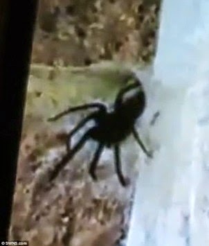 Η στιγμή που γιγαντιαία αράχνη πηδάει από την φωλιά της! - VIDEO - Φωτογραφία 1
