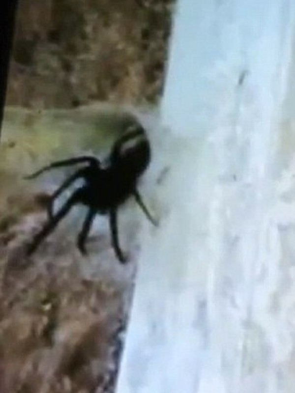 Η στιγμή που γιγαντιαία αράχνη πηδάει από την φωλιά της! - VIDEO - Φωτογραφία 2