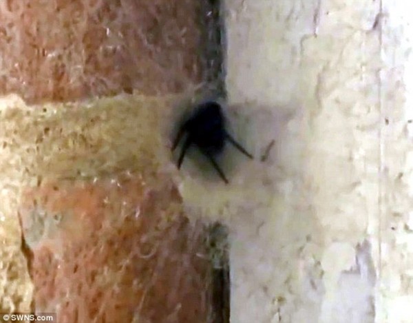 Η στιγμή που γιγαντιαία αράχνη πηδάει από την φωλιά της! - VIDEO - Φωτογραφία 3