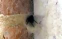 Η στιγμή που γιγαντιαία αράχνη πηδάει από την φωλιά της! - VIDEO - Φωτογραφία 3